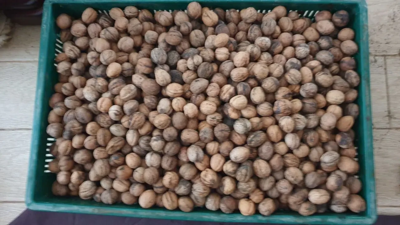 Орехи 2025 года. Одесса 9