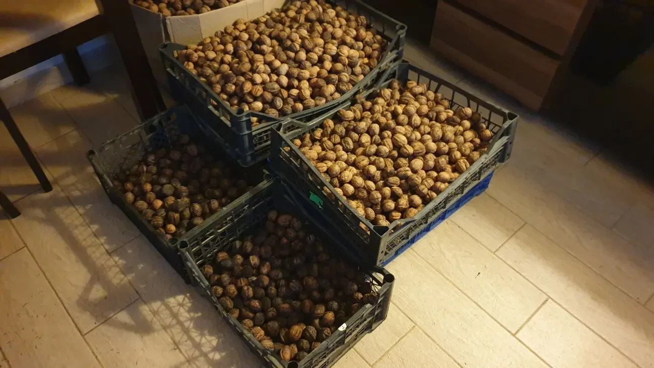 Орехи 2025 года. Одесса 6