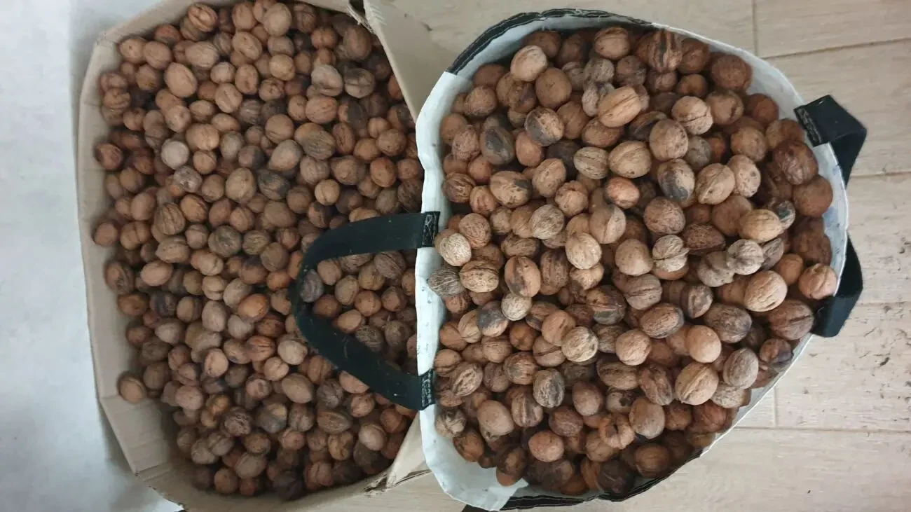 Орехи 2025 года. Одесса 2