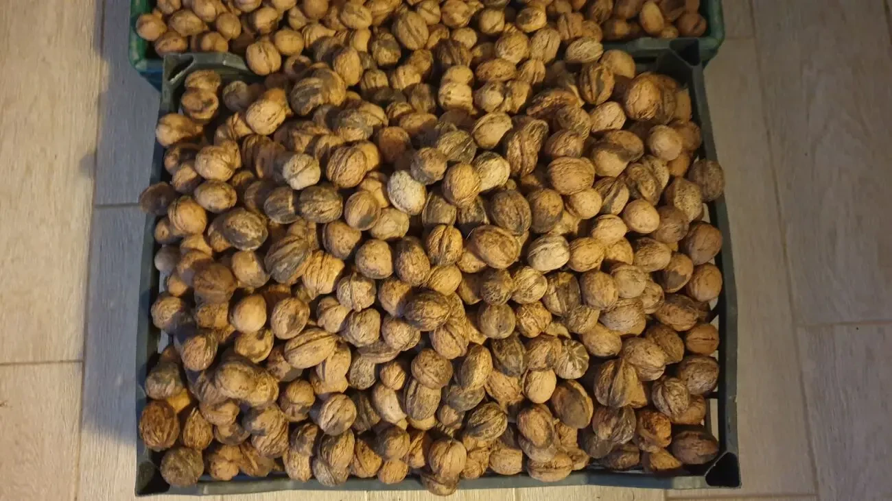 Орехи 2025 года. Одесса 3