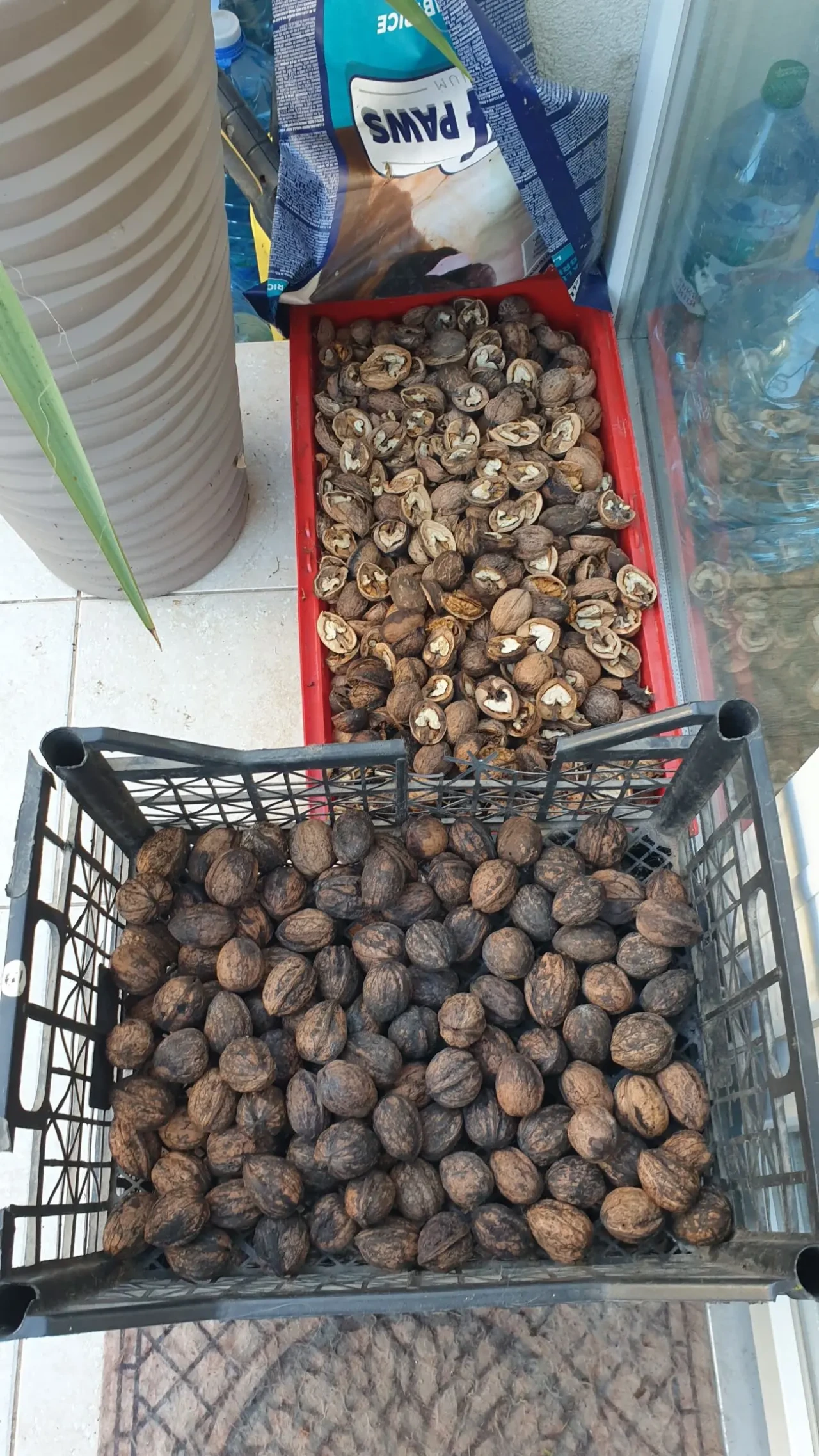 Орехи 2025 года. Одесса 7