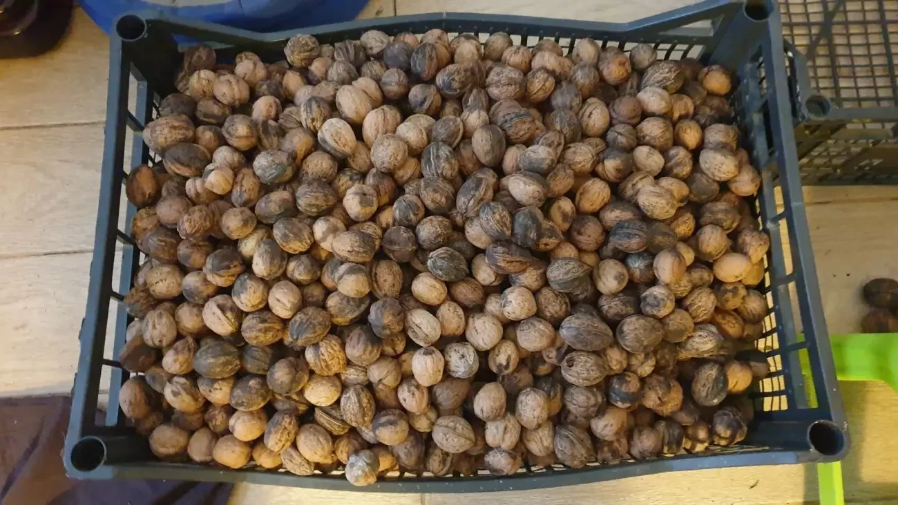 Орехи 2025 года. Одесса 4