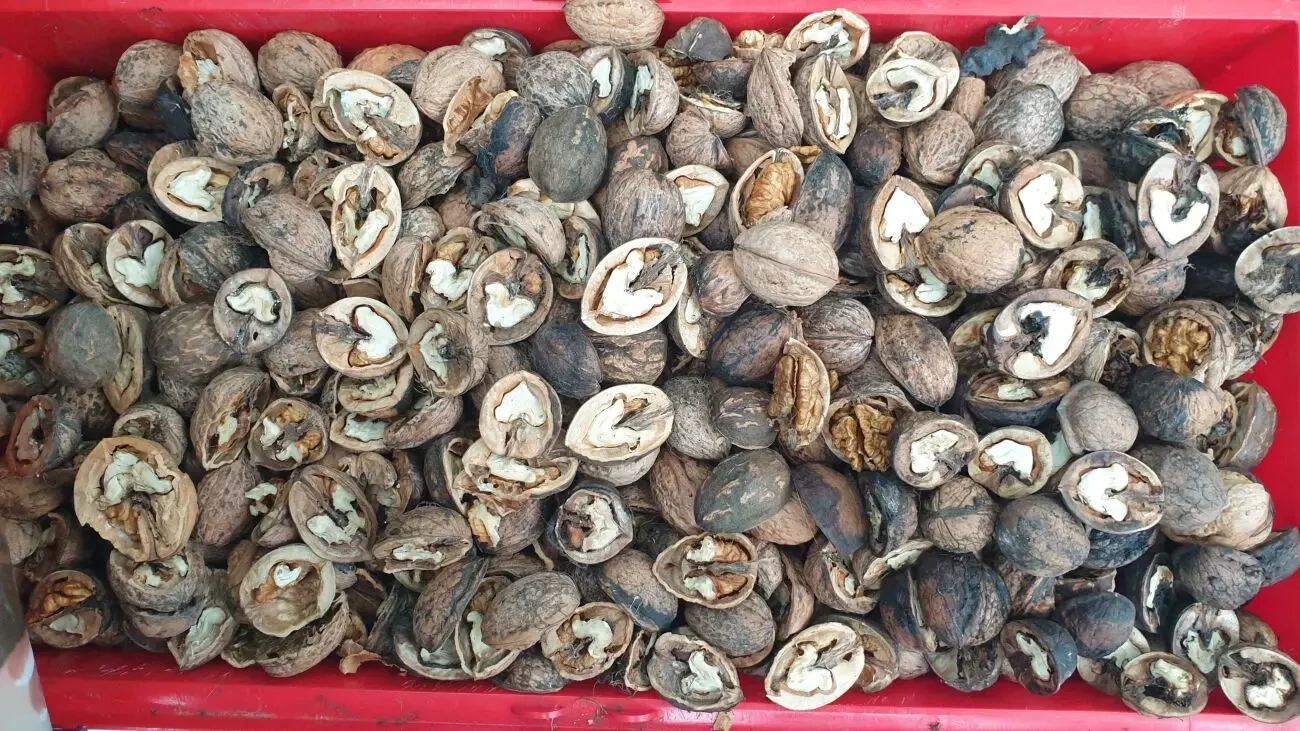 Орехи 2025 года. Одесса 8