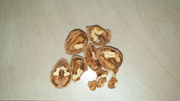 Орехи 2025 года. Одесса