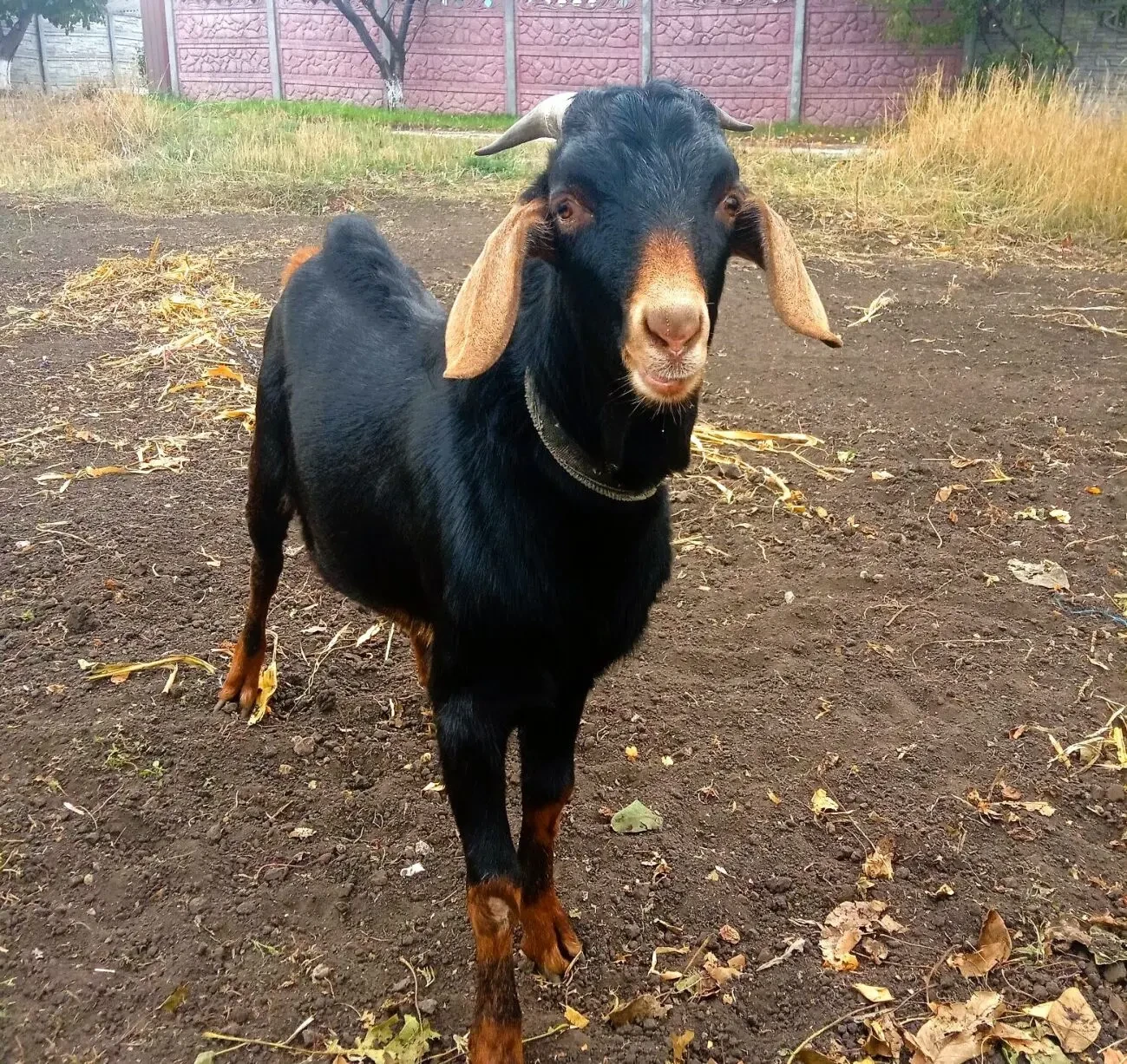 Продам молоденького цапика