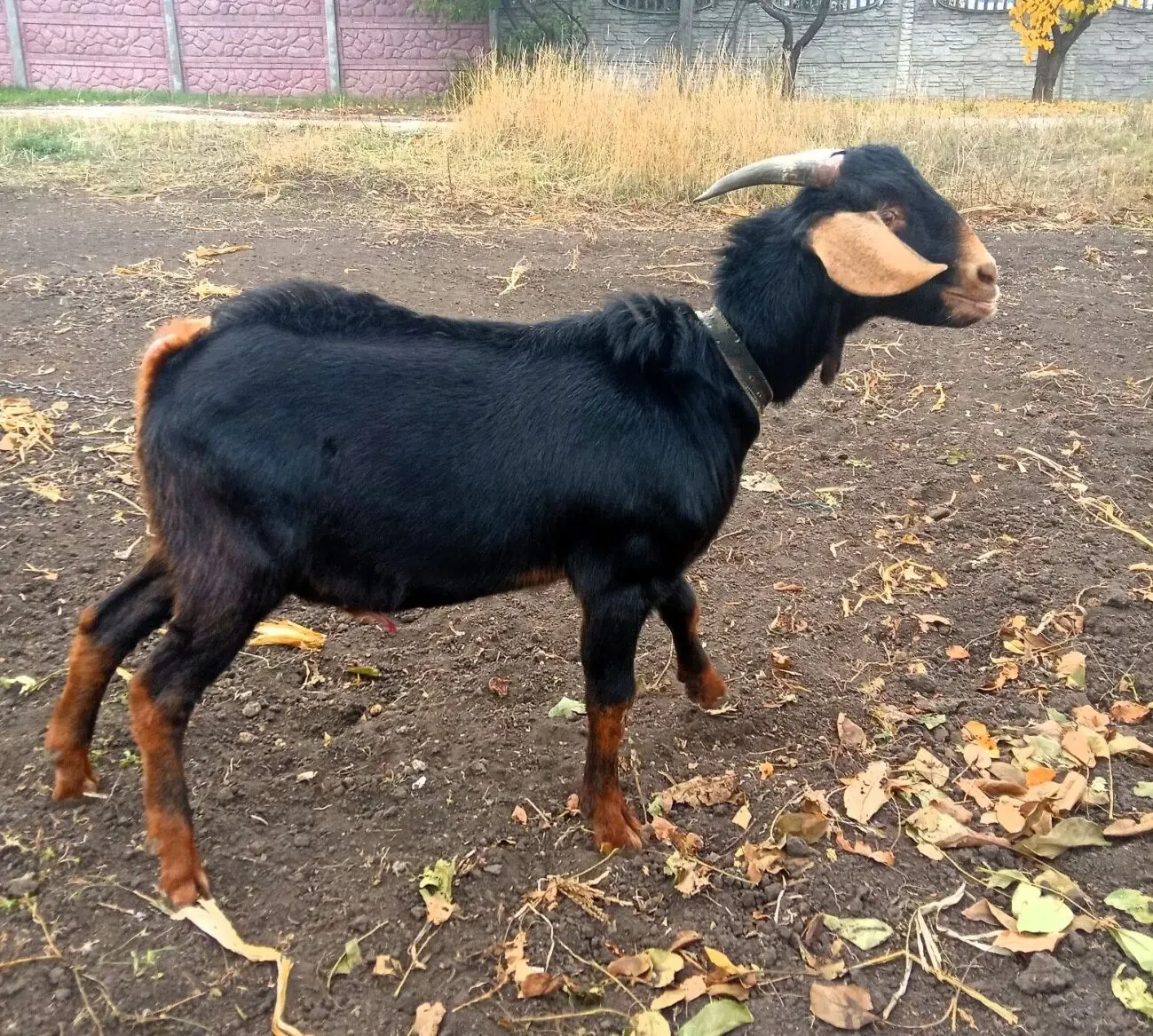 Продам молоденького цапика 2