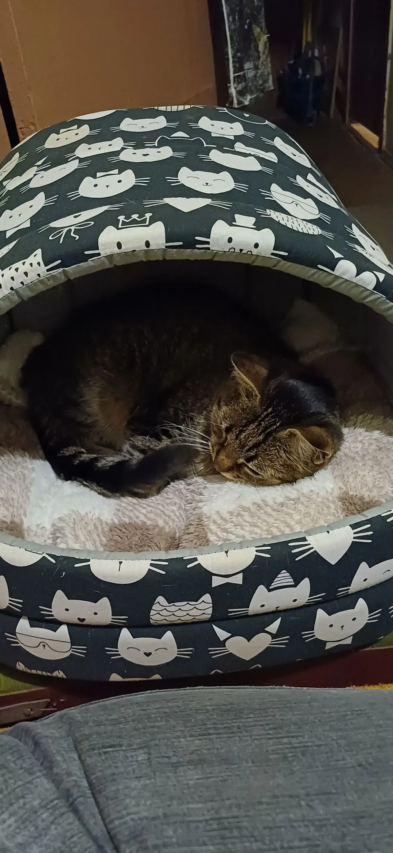 Віддам в добрі руки 4