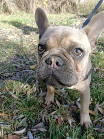 Продаємо собачку французького бульдога