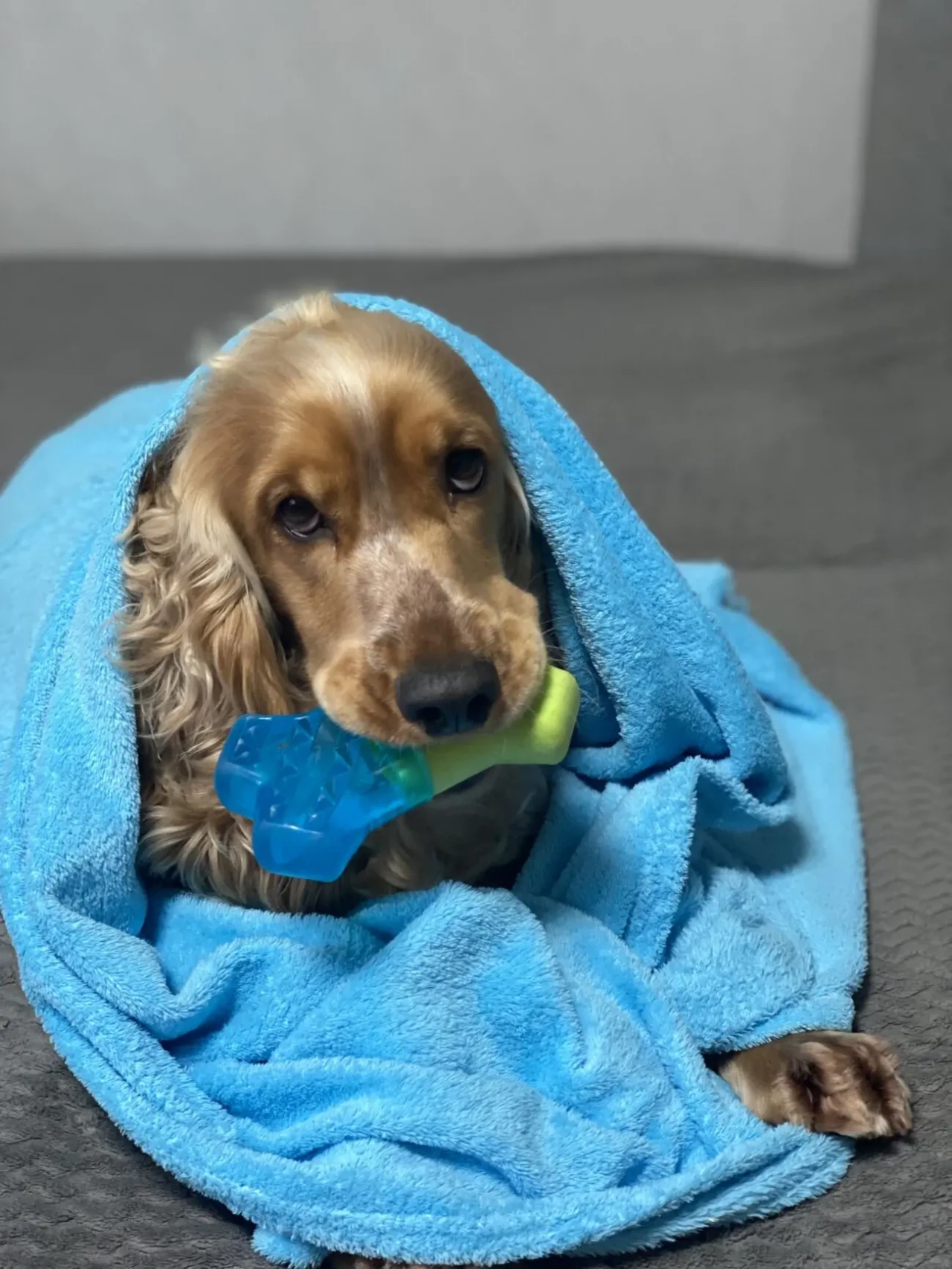 Продається собака породи Англійський кокер-спаніель 4