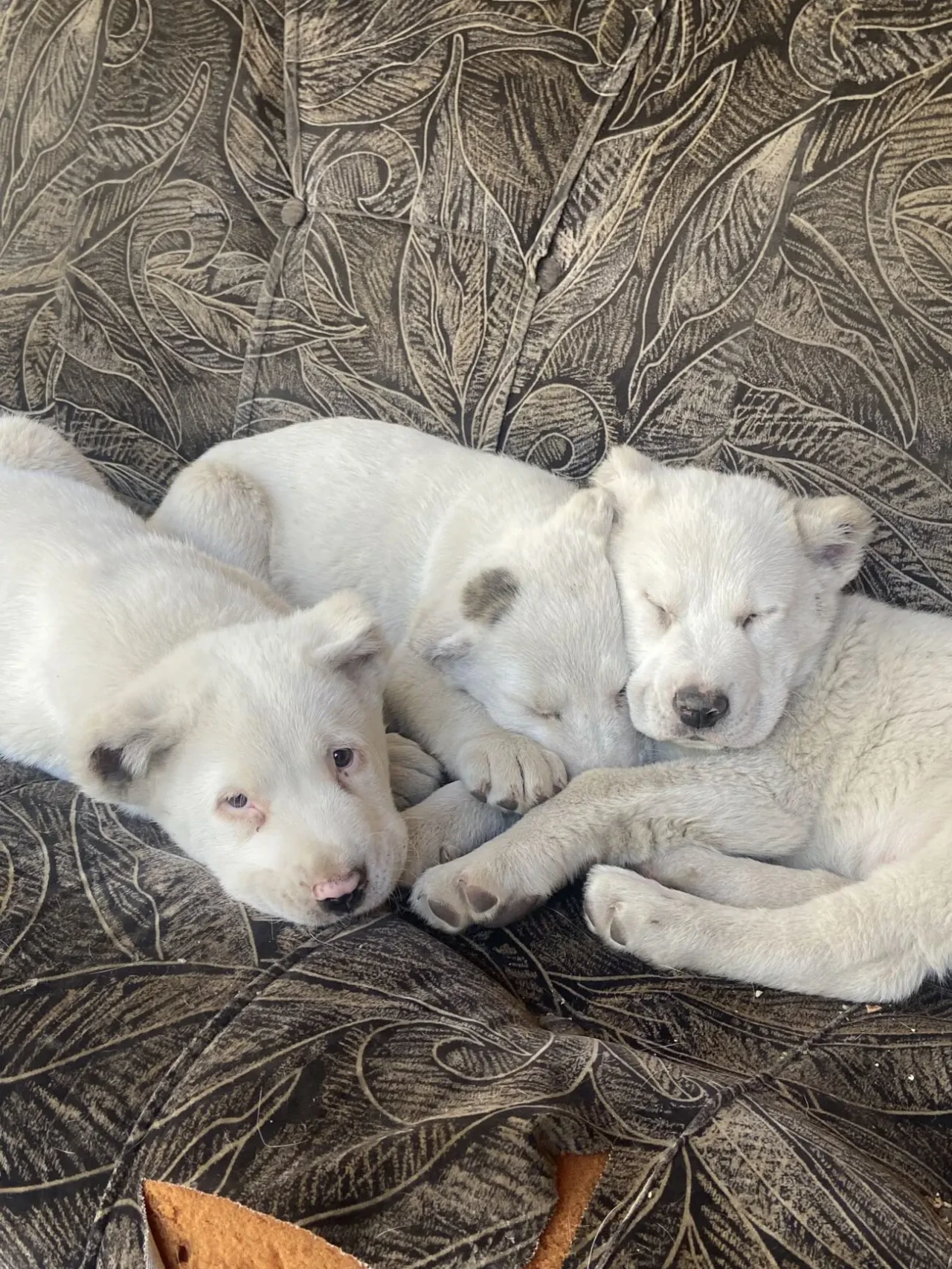 Цуценята породи САО Алабай 5