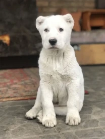 Цуценята породи САО Алабай