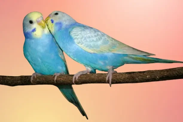 Птенцы Волнистых попугаев 2