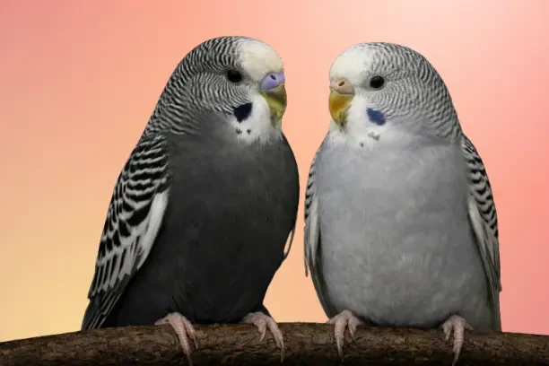 Птенцы Волнистых попугаев 5