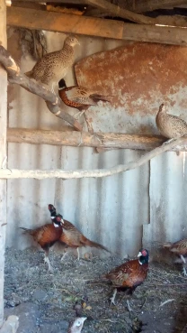 Фазани Мисливські молодь