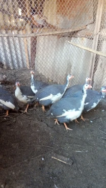 Продам цесарок