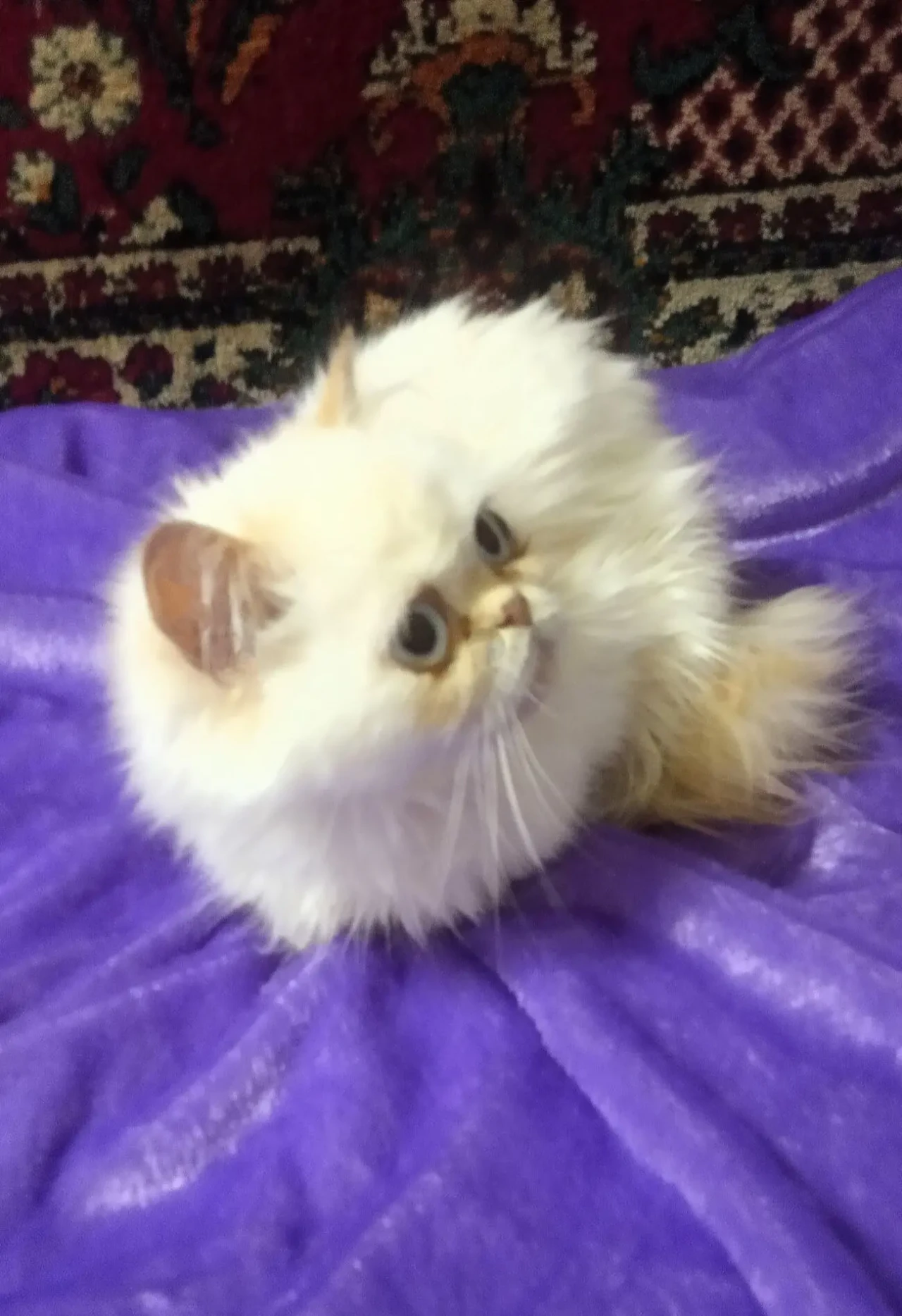 Синьоокі дівчатка