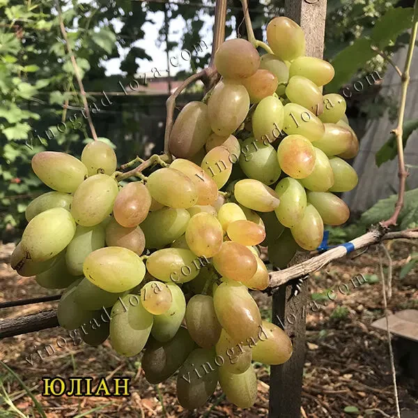 Саджанці винограду (Харків) 10