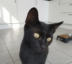 Чорна киця  кошеня шукає дім