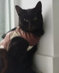 Бура киця кошеня шукає дім