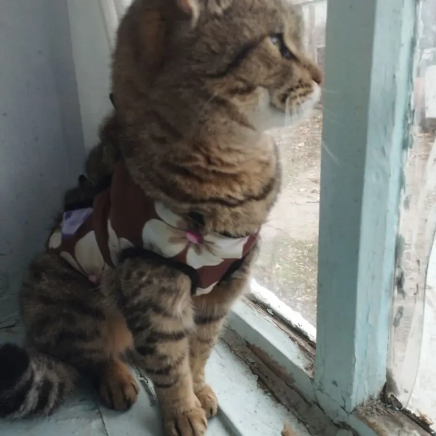 Киця залишилась сама терміново у добрі руки