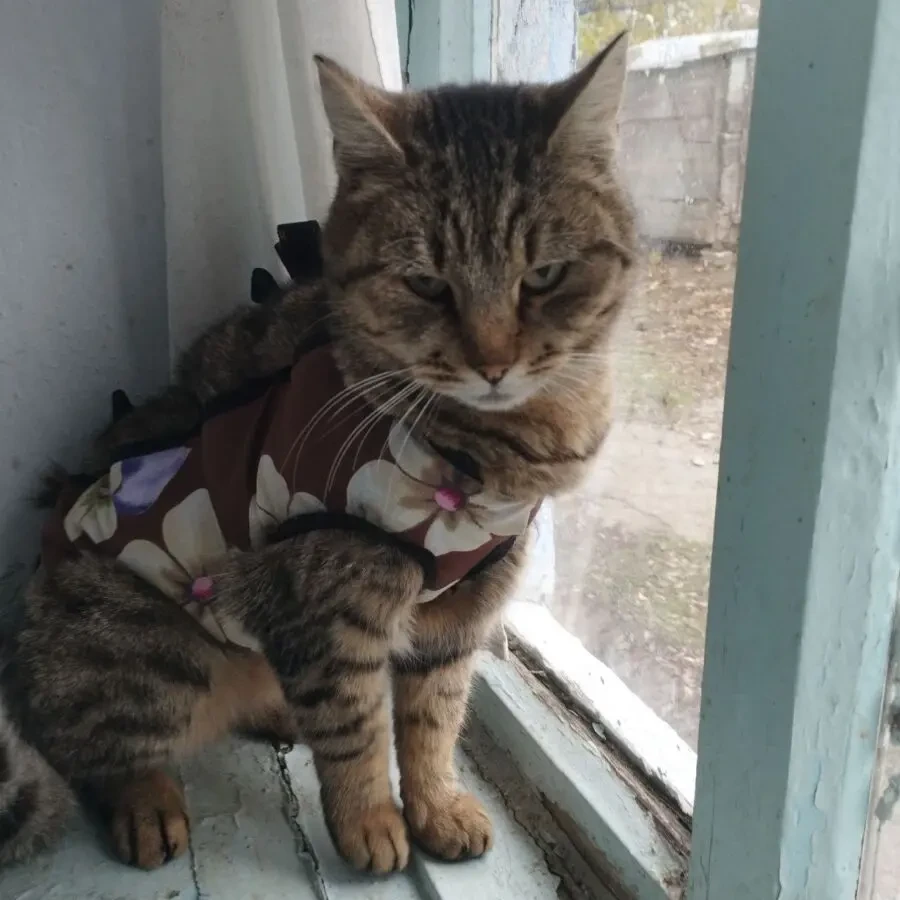 Киця залишилась сама терміново у добрі руки 2