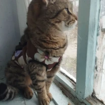 Киця залишилась сама терміново у добрі руки