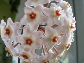 Хойя - ліана декоративноквітуча