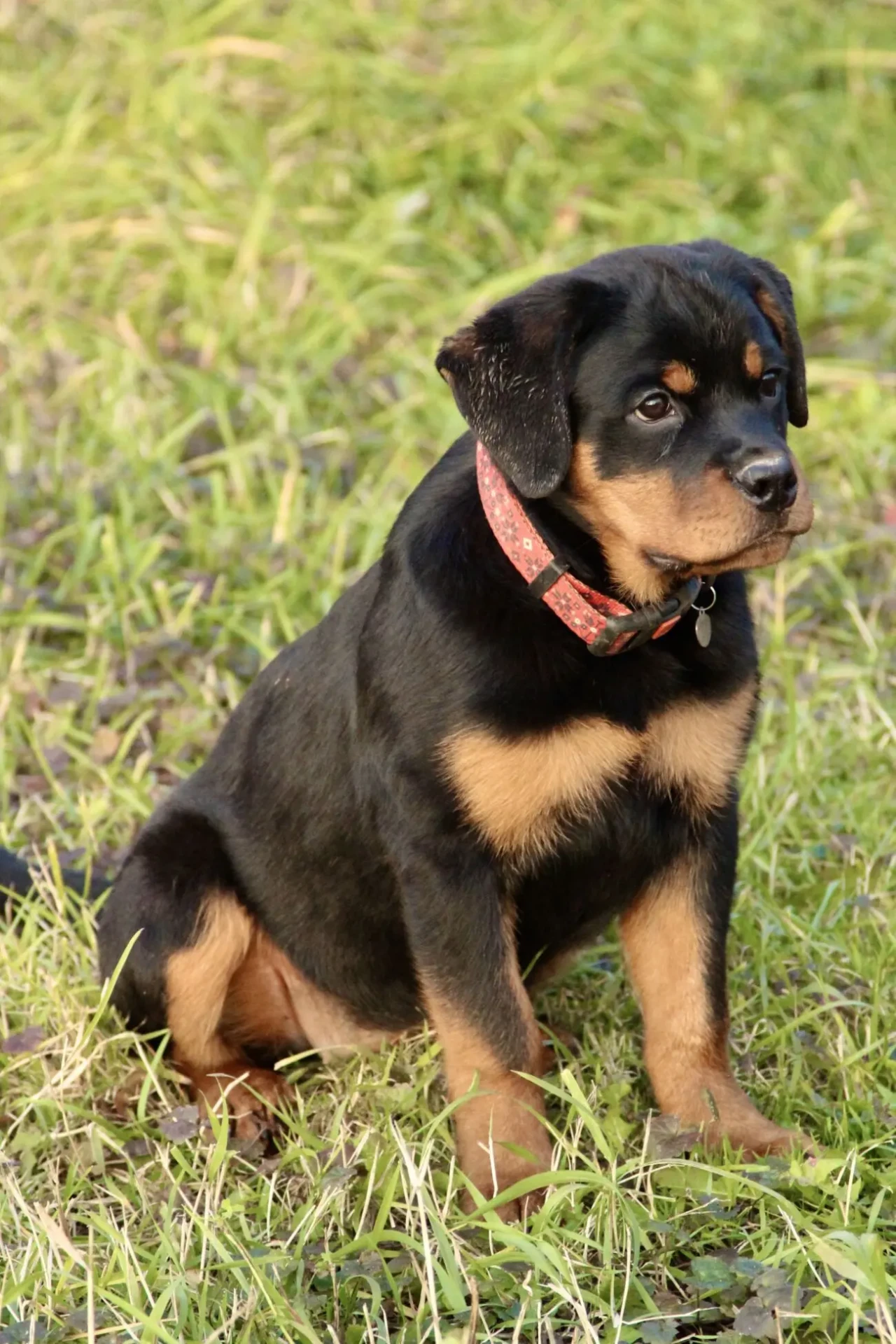 Цуценята ротвейлера КСУ 3