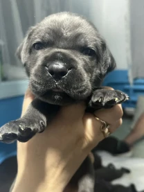 Бронювання цуценят кане корсо