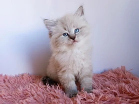 Невські маскарадні кошенята з документами