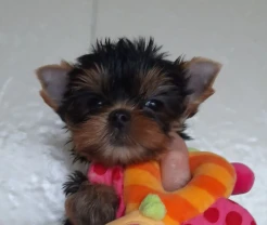 Хлопчики йорки ветпаспорт, щеплені, Київ