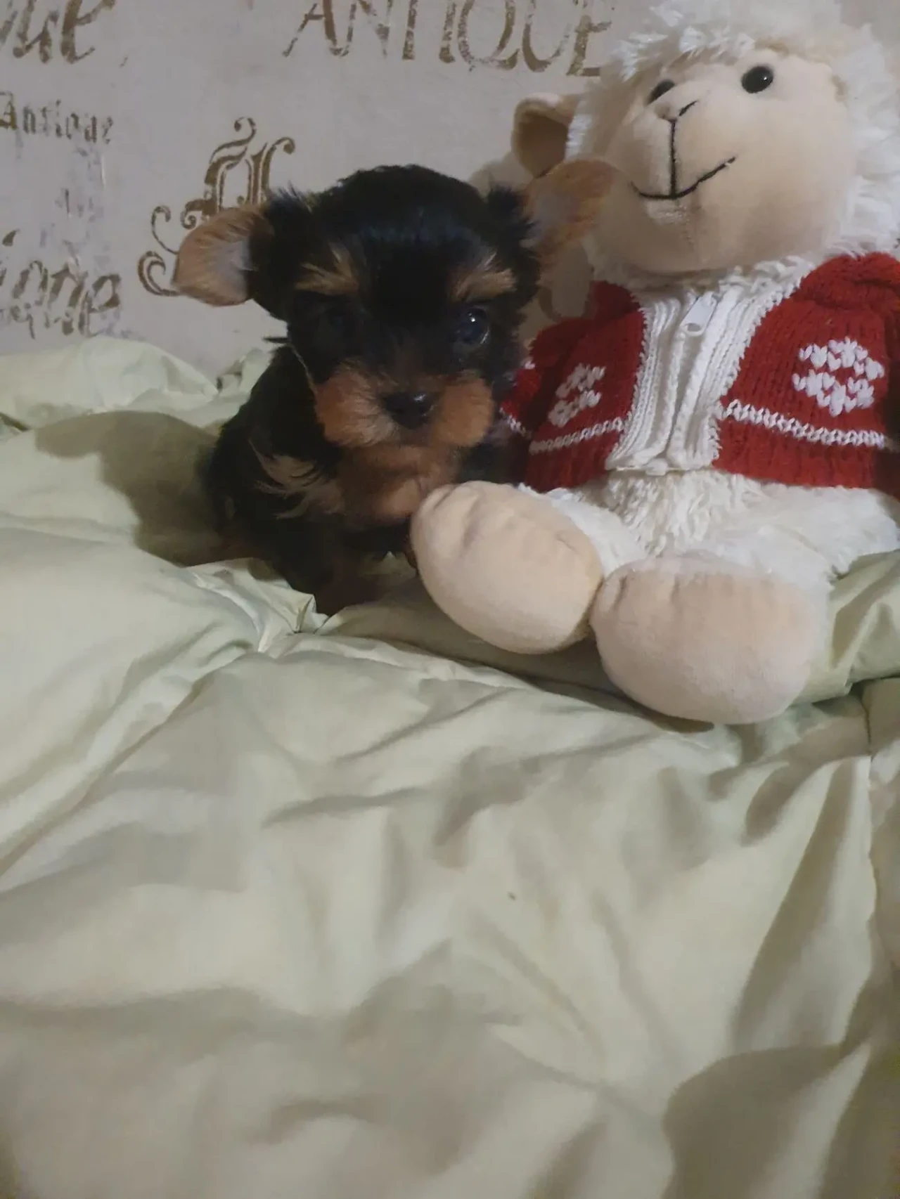 Красивые йорки мальчики с ветпаспортом, привиты, Киев. 3