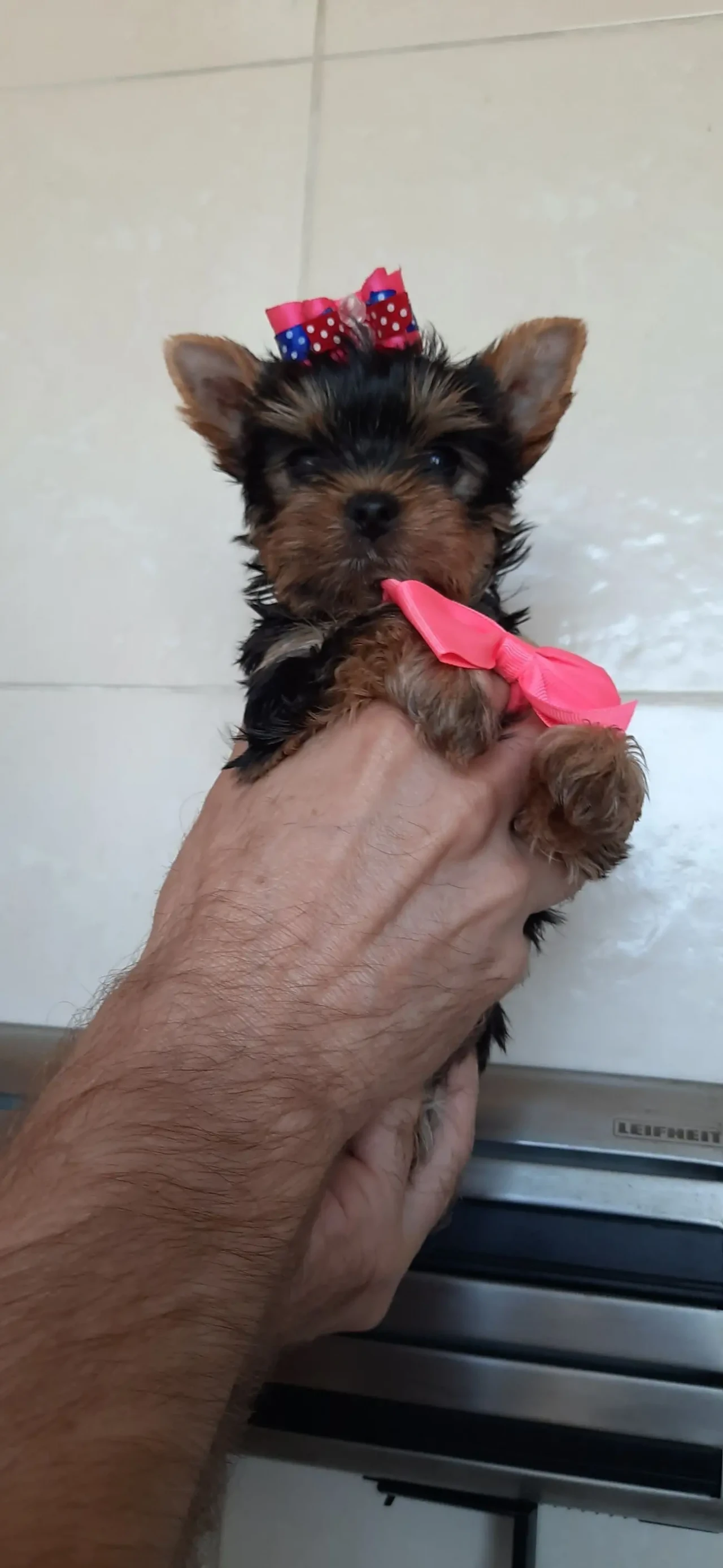 Красивые йорки мальчики с ветпаспортом, привиты, Киев. 2