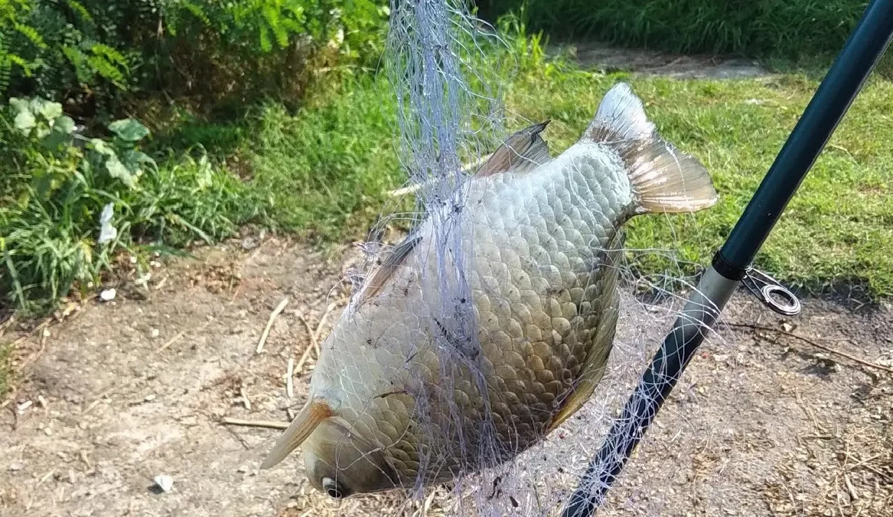 Кормушка ловушка 6