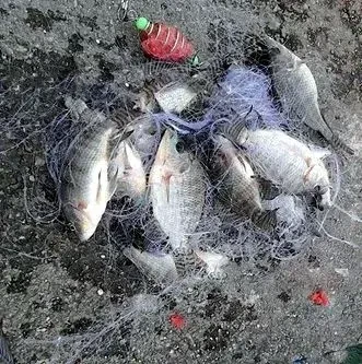 Кормушка ловушка 3