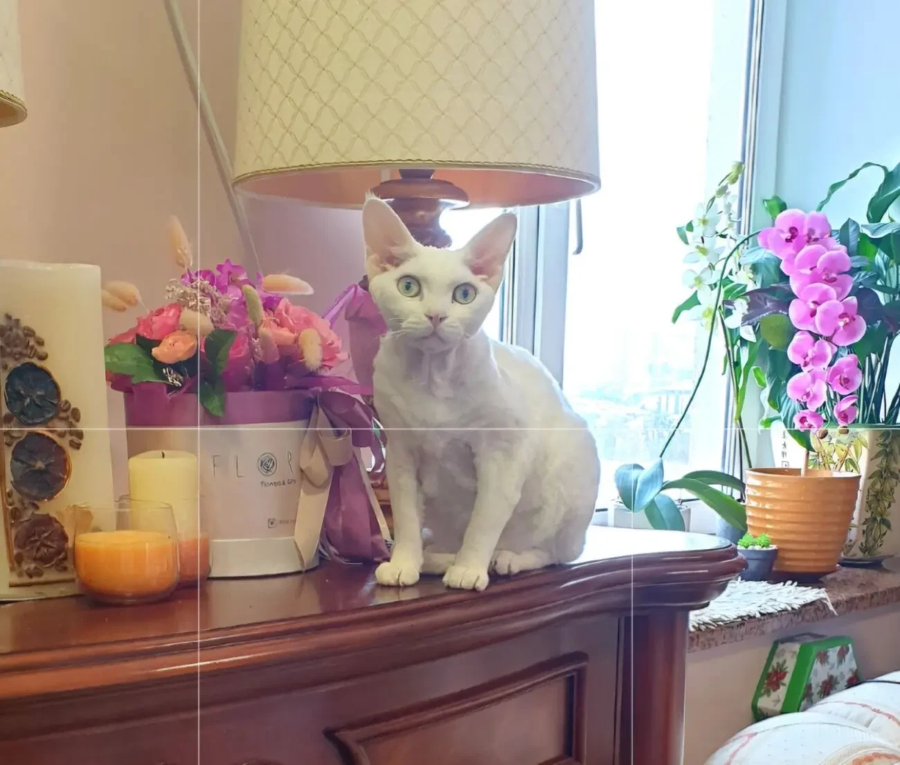 Породисте кошеня девон-рекс. 6