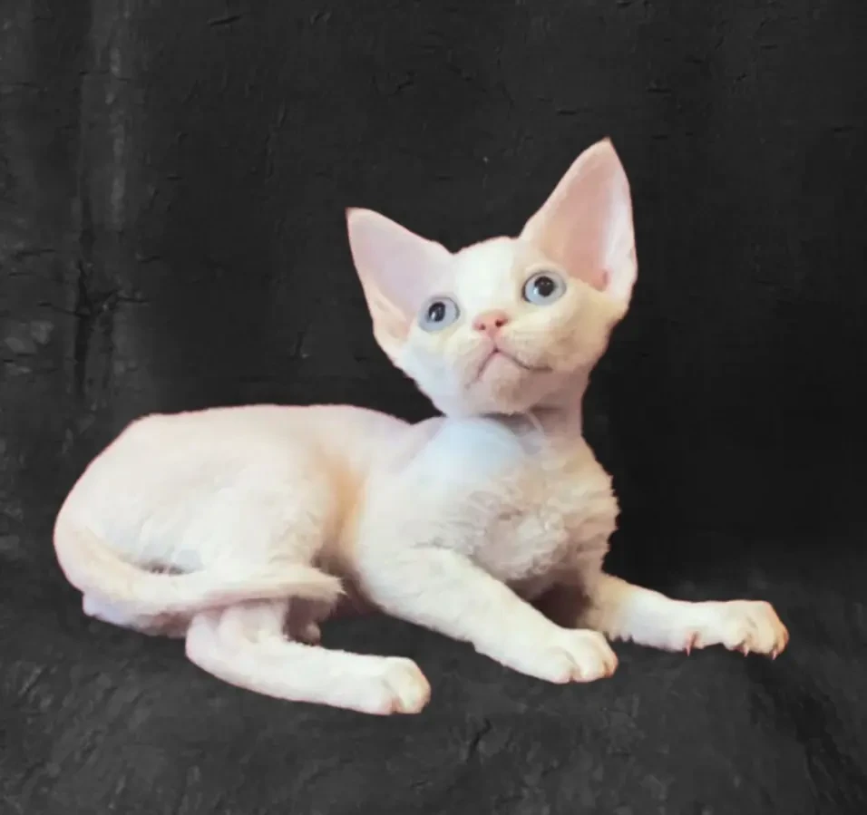 Породисте кошеня девон-рекс. 4