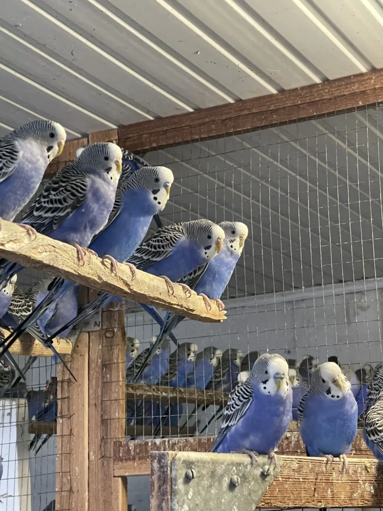 Попугаи волнистые 2