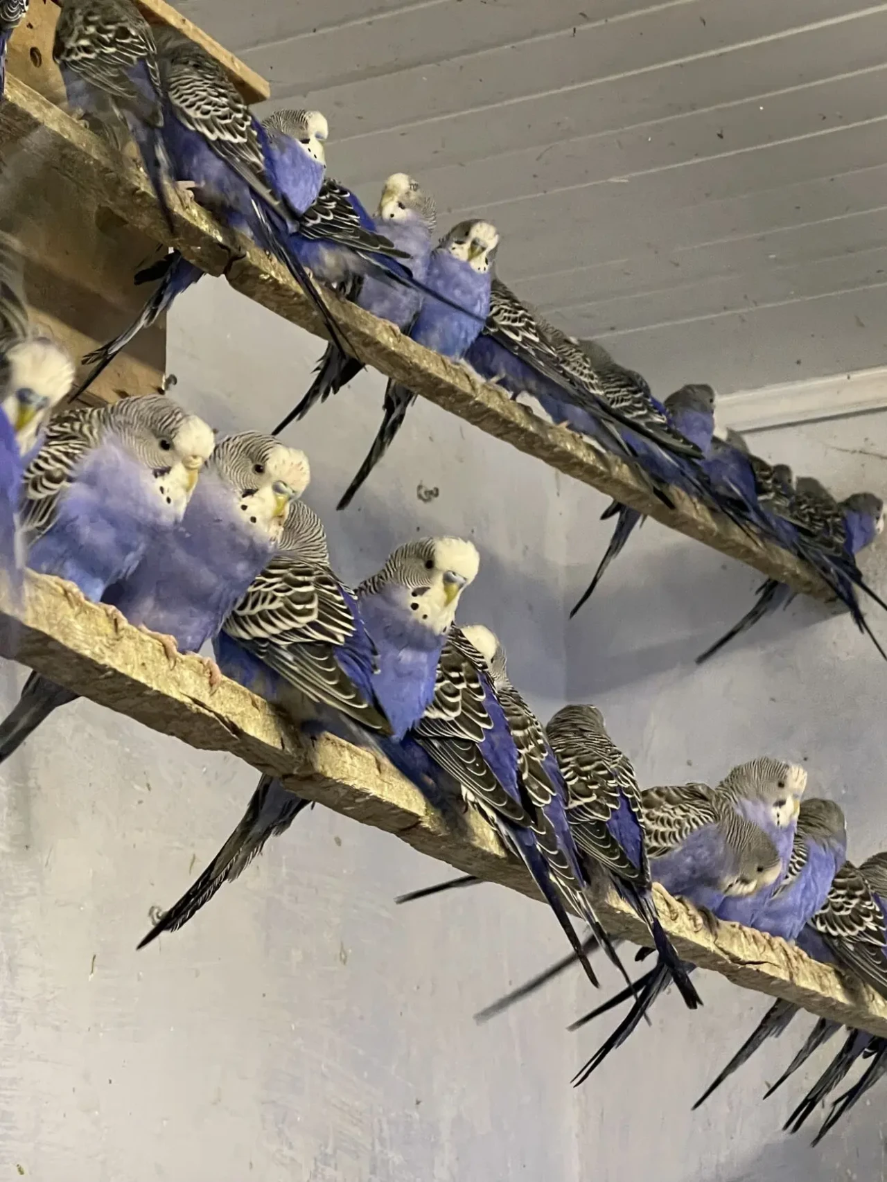 Попугаи волнистые 4