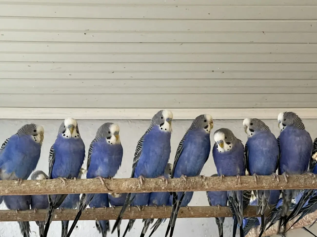 Попугаи волнистые 5