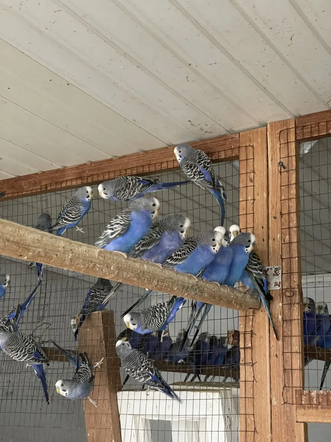 Попугаи волнистые 2