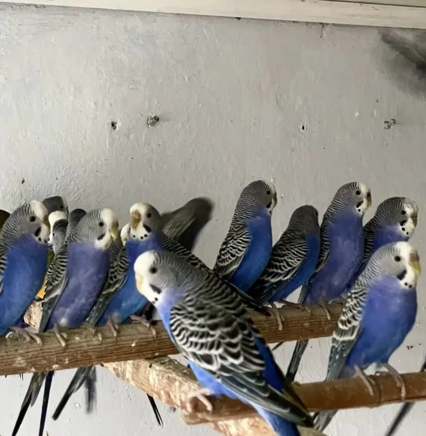 Попугаи волнистые 4