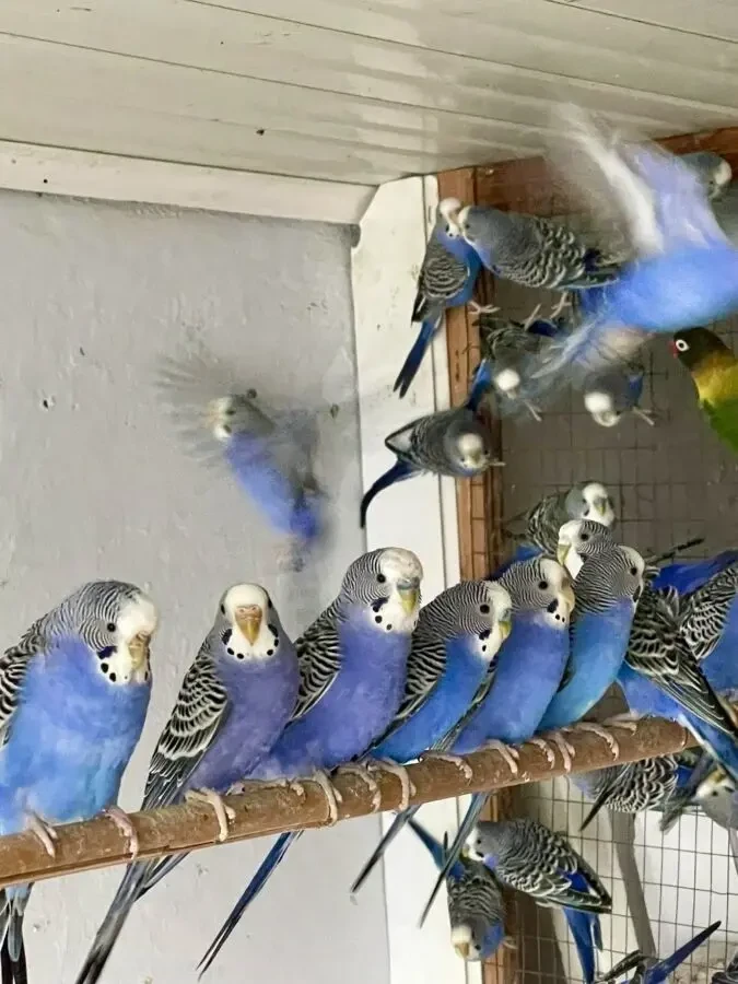 Попугаи волнистые 5