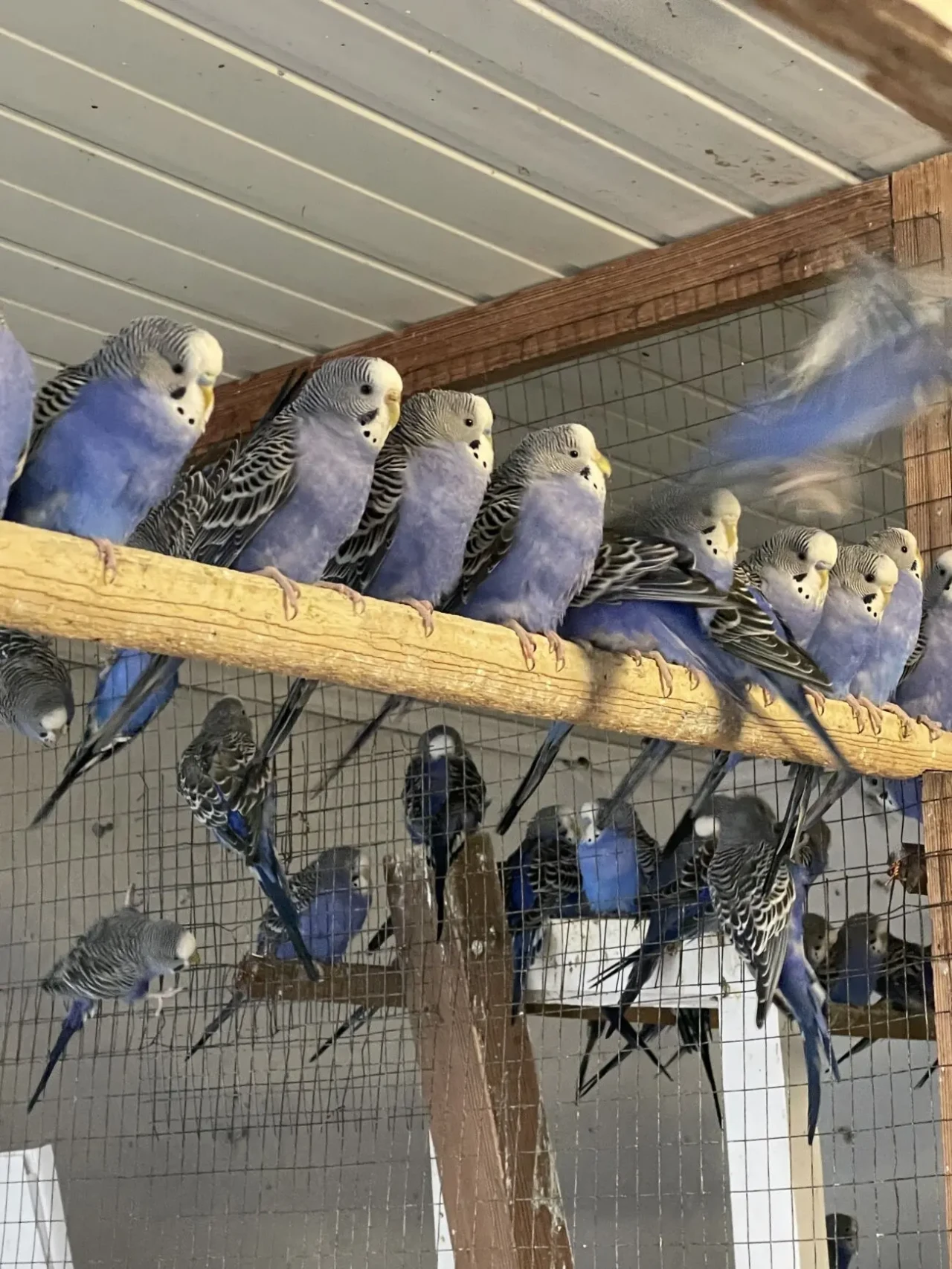 Попугаи волнистые