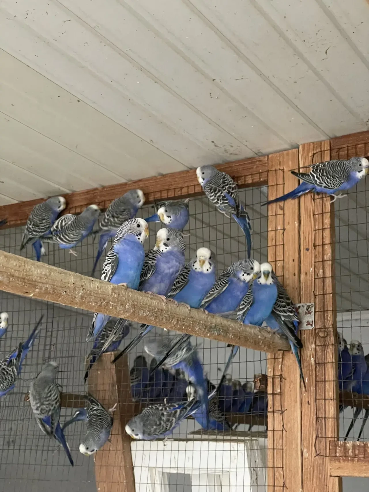 Попугаи волнистые 3