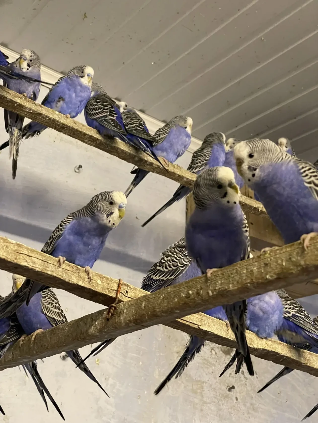 Попугаи волнистые 7