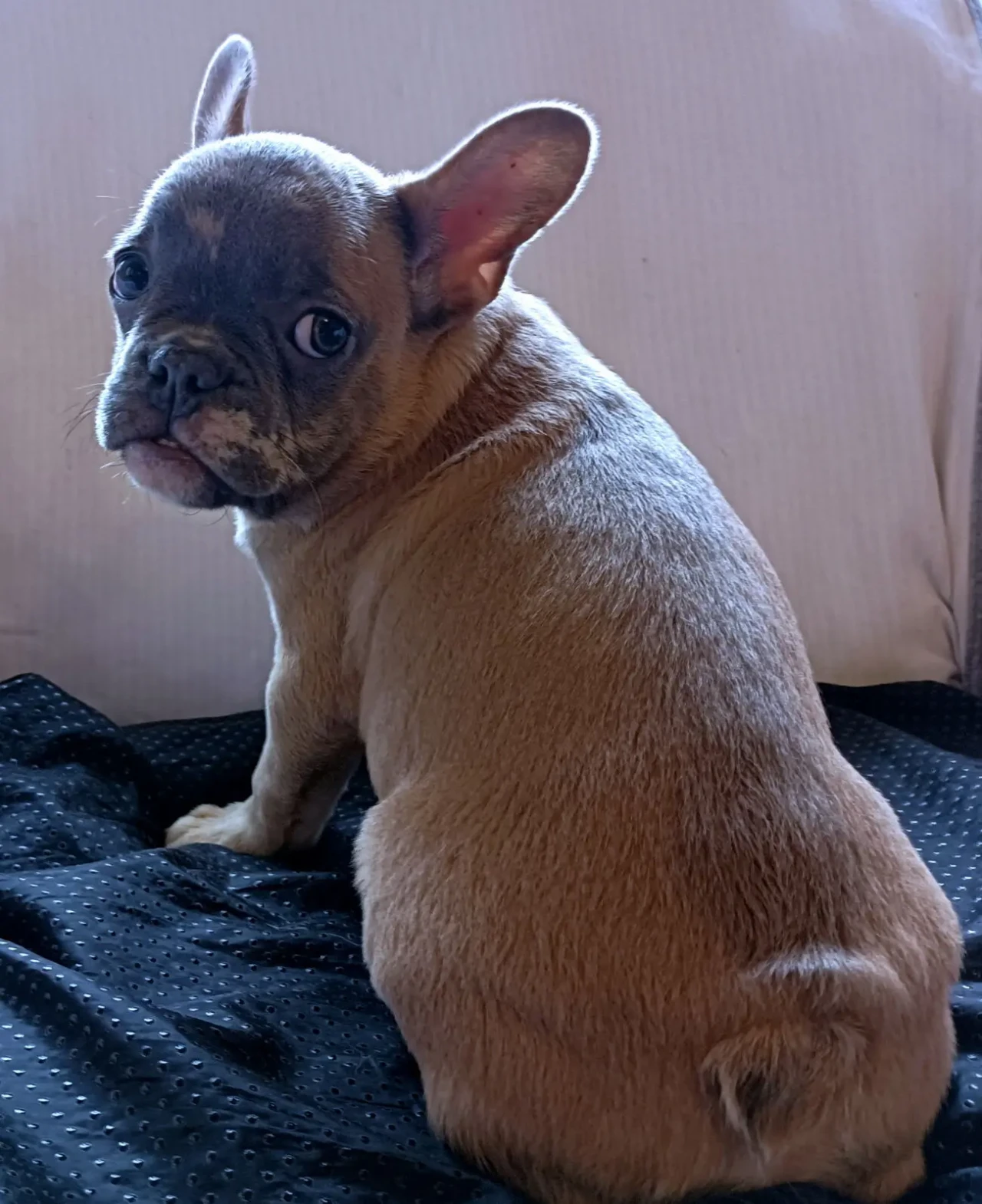 Чарівний французие лілак мерле 3