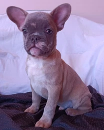 Чарівний французие лілак мерле