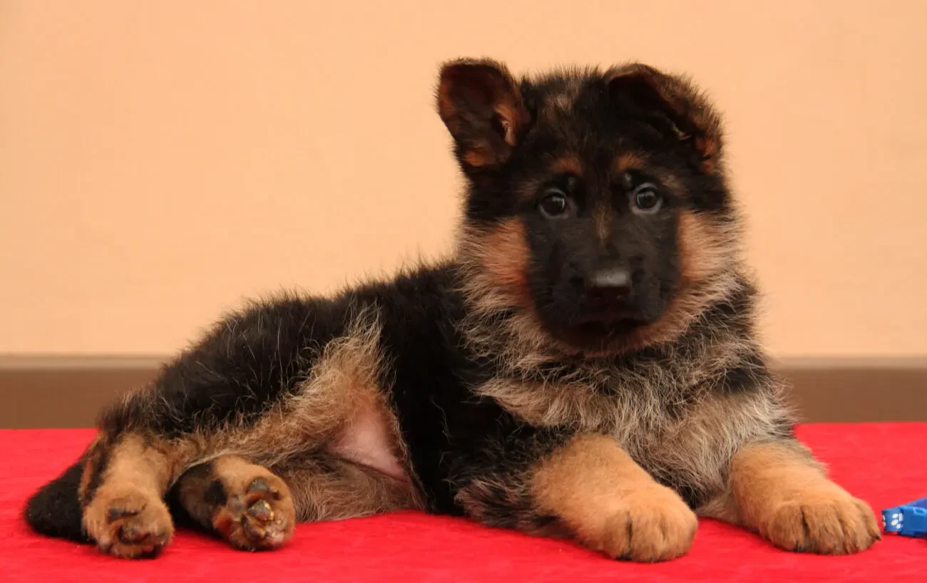 Цуценята німецької вівчарки. Висококласні, породисті від розплідника 3