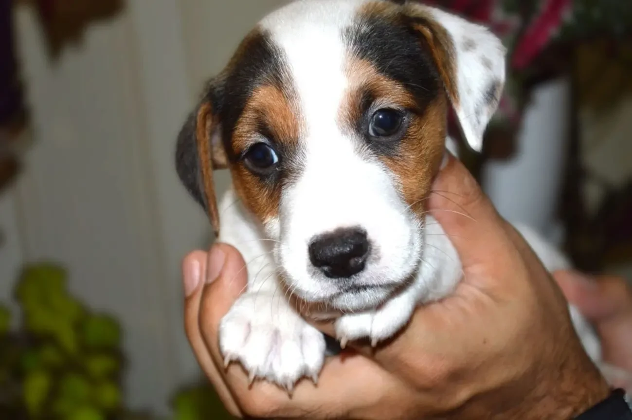 Цуценя Джек рассел 9